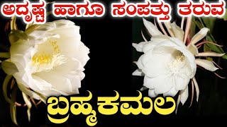 Brahma kamal  The Mythological plant  ದೈವೀ ಪುಷ್ಪ ಬ್ರಹ್ಮಕಮಲ [upl. by Jeannette]