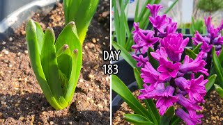 향기가 좋은 히아신스 키우기  Grow Hyacinth Bulbs In Pots  Hyacinth Gipsy Queen Hyacinth Miss Saigon [upl. by Iznil824]