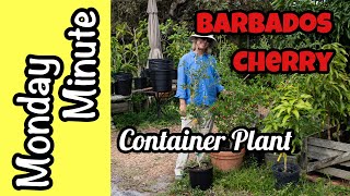 Monday Minute Barbados Cherry as a Container Plant [upl. by Tychon]