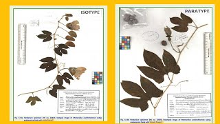 Holotype  Isotype  Paratype  Syntype  Lectotype  Neotype  Epitype  Nomenclatural Types [upl. by Rebma]