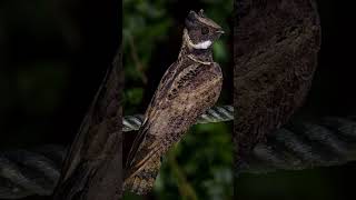 Great Eared Nightjar [upl. by Zetrom]