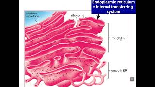 Cell biology  general Physiology normal human body cell cell organelles and cell membrane [upl. by Mulligan]