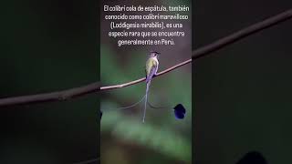 El colibrí cola de espátula también conocido como colibrí maravilloso Loddigesia mirabilis [upl. by Iorgos]