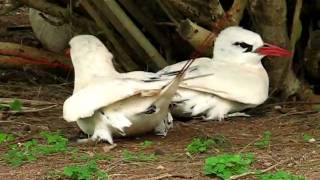 Redtailed Tropicbird pair [upl. by Aisirtap]