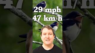 Monty Python Airspeed Velocity of a Swallow [upl. by Eoj289]