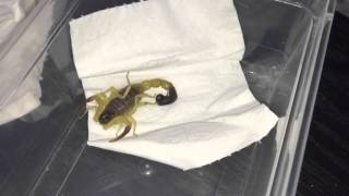 🦂 Unboxing 2 New Scorpions 1 Very Rare 🦂 [upl. by Armillia618]