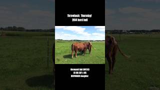 2014 herd bull shorts simmental farming [upl. by Folberth]