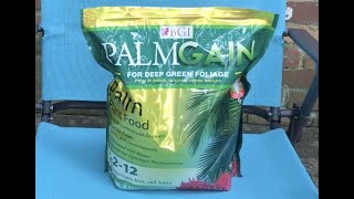 Using BGI PalmGain fertilizer on Potted Christmas Palms  Week 1 Adonidia Merrillii [upl. by Yrgoerg]