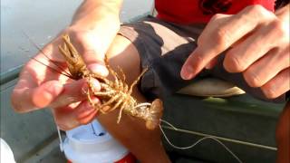 How to Hook a Crawdad Crawfish for Catfish and Bass [upl. by Gresham]