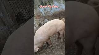 Big boar large white pig🔥pig animals shorts pets viralvideo [upl. by Roddie]