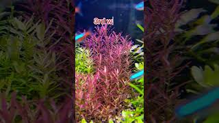 Rotalla blood red 1stday to 3rdweek growth shortsvideo shortsviral shorts shortvideo aquarium [upl. by Patrick]