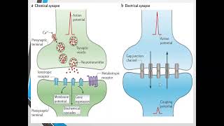 Neurons  Types Of Neurons  Study Lovers [upl. by Blumenfeld]