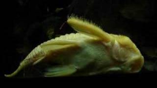 Pleco  L56Y yellow rubber become golden color completely [upl. by Anyr972]