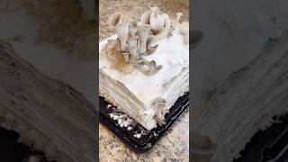 Growing Oyster Mushrooms on a Phone Book  Experiment Not For Consumption [upl. by Asiruam877]