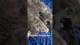 Christmas Vacation kittens cat kitten mainecoon ilovecats [upl. by Maer]