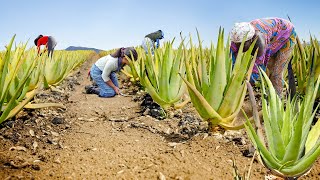 How Farmers Harvest amp Process Tons of Fresh Aloe Vera Every Year [upl. by Aittam704]