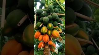 How to grow papaya at home papaya papayaplant shorts [upl. by Earas]