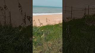 SeaTurtle Nests on Flagler Beach [upl. by Mcgrath]