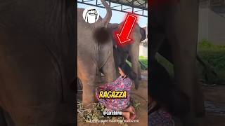 PERCHÈ QUESTA RAGAZZA CONSERVA RICORDINI DI ELEFANTE 😱 scienza [upl. by Ianaj]