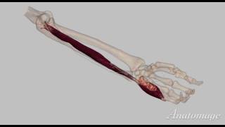 3D Ulnar Nerve [upl. by Frodeen]