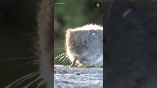 Moles or Voles Learn How to Tell Them Apart and Take Action shorts [upl. by Adnalohs422]