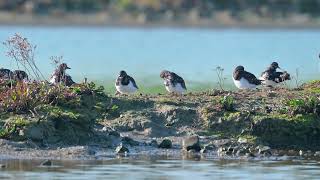 Ruddy Turnstones Arenaria interpres preening  Voorland Nummer Een Netherlands 26102024 [upl. by Kelcy982]