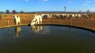 FAZENDA BRASIL  BARRA DOS GARÇAS MT [upl. by Drofkcor]