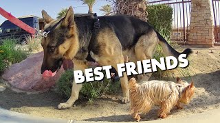 HUGE GERMAN SHEPHERD AND TINY TEACUP YORKIE GO ON A WALK TOGETHER [upl. by Gwyn]