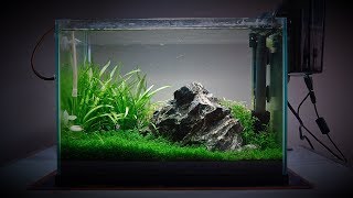 My 20 Litre 5 gallon Planted Tank  Over the last 4 months [upl. by Zetrok]