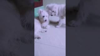 Evanum nampala nampa matanuga trending doglover petlover ytviral ytshortsvideo pets shorts [upl. by Artinak]