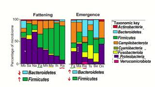 Whose Microbiome Is It Anyway Obesity Explained Episode 5 [upl. by Perrine]