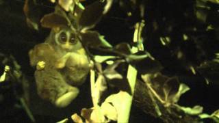 Grey Slender Loris family wake up after dark [upl. by Diana]