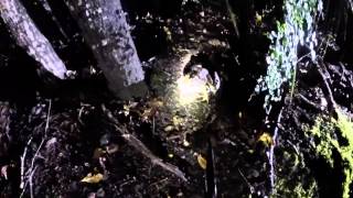 SOUTH CAROLINA FROG GIGGING ACTION WITH THE BACKWATER BOYS [upl. by Trab]