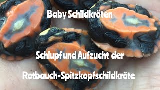 Baby Schildkröten  Schlupf und Aufzucht der Rotbauch Spitzkopfschildkröte Emydura subglobosa [upl. by Nayllij]