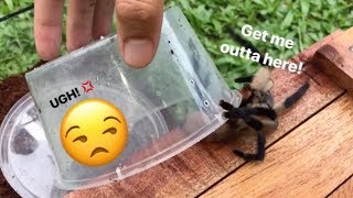 STUBBORN tarantula REFUSES to stay in her new CAGE [upl. by Cathyleen]