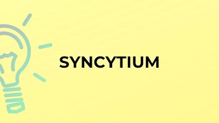 What is the meaning of the word SYNCYTIUM [upl. by Suiramaj]