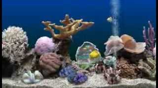 Marine Aquarium 3 [upl. by Emogene]