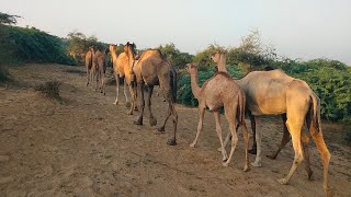 An amazing Scene of Hundred of Camels  Camels Going in Row camel desert [upl. by Manly]