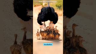 Ostrich Fathers and Chicks 😯 [upl. by Prudie287]