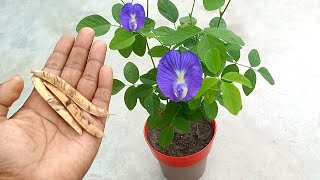 Grow aparajita  clitoria ternatea  blue pea plant  butterfly pea plant from seeds [upl. by Kylila]