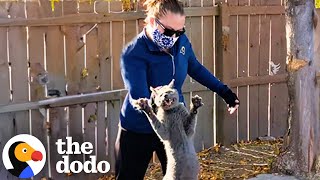 Cat Whose Family Left Him Behind Gets Rescued  The Dodo [upl. by Shepp]