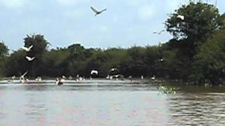 Cambodia bird watching  Prek Toal bird colony ecotourism [upl. by Cyrie356]