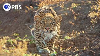 Leopard Hunts Baboon in Broad Daylight [upl. by Leima]