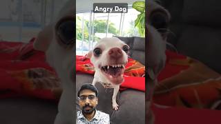 Nikki the angry dog youtubeshorts dog funny [upl. by Pollack416]