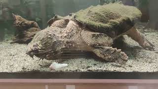 Alligator snapping turtle vs chicken thighs [upl. by Jenkel720]