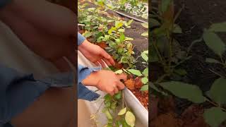 Tips to grow roses pressing roses shorts plantingtips [upl. by Alleinad]