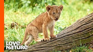 These Newborn Lion Cubs Are Ready to Take On the World [upl. by Llenrahs]