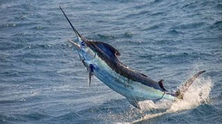 sailfish deep sea  গভীর সামুদ্রিক সেইলফিস sailfish fish fishing shorts viralvideo [upl. by Ellerol408]