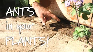 Get Gardening Ants in your Plants [upl. by Milka]