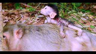 A newborn baby monkey tries to hug its mothers back looks too lovely [upl. by Peppi]